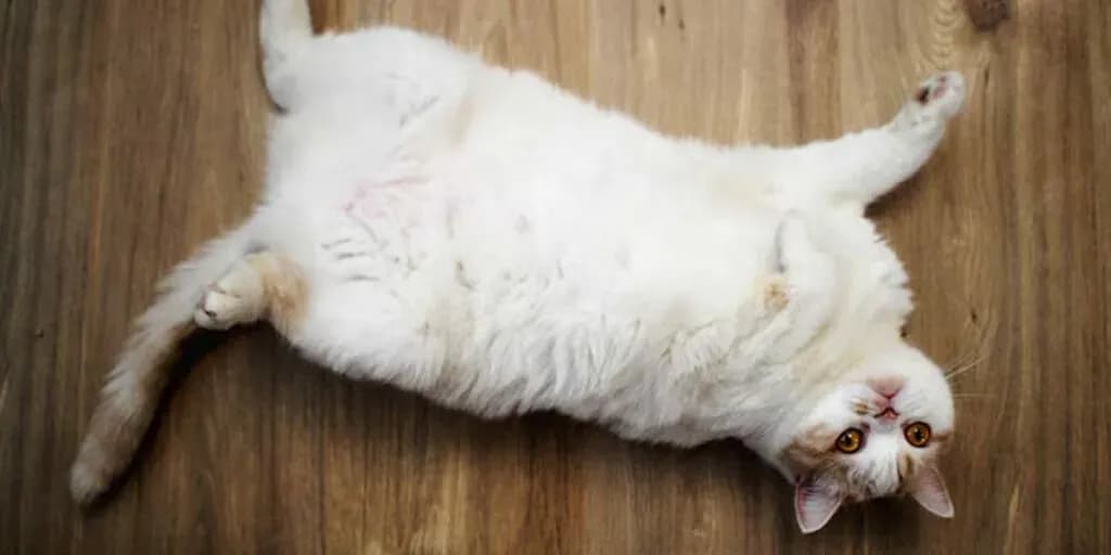 post-what-are-forex-signals-and-how-to-trade-with-them-image